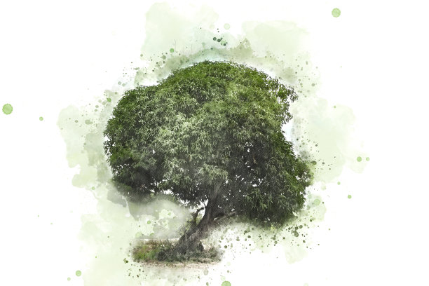 彩树以水彩画为背景图片下载