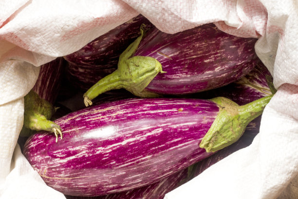 紫色鲜茄子果，塑料袋内图片下载