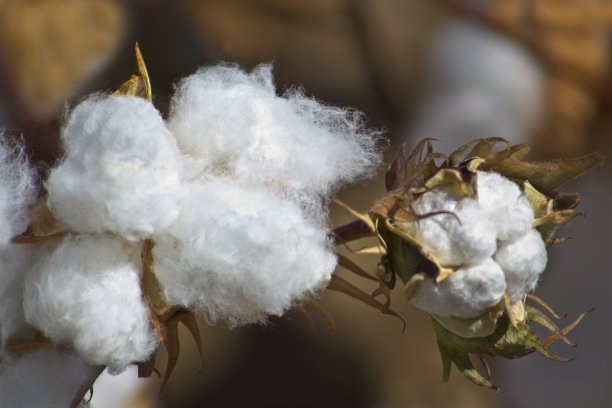 棉花图片下载