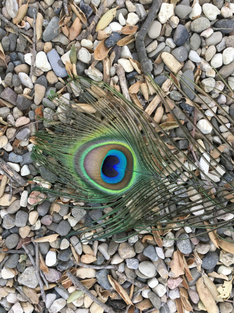 孔雀羽毛图片下载