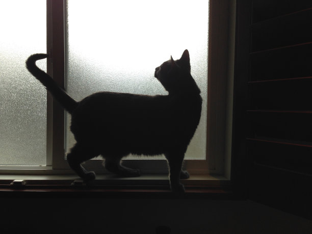 窗外猫的剪影图片下载