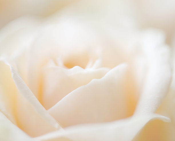 玫瑰花的背景图片下载