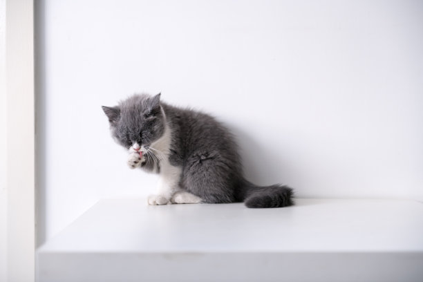 灰色英国短毛猫，室内素材图片