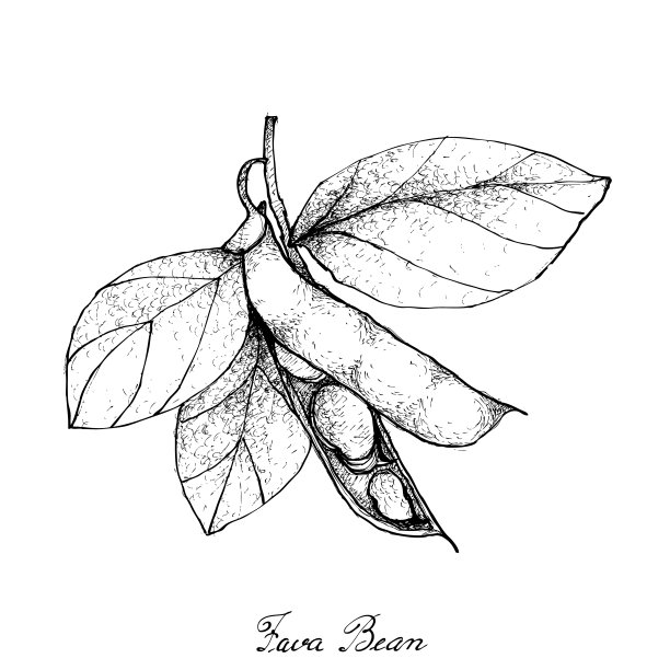 手绘的新鲜绿蚕豆图片下载