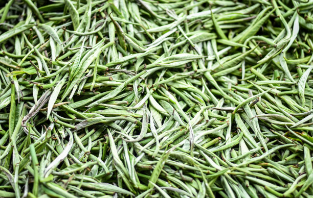 近距离精选优质茶叶，白茶。图片下载