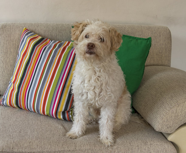 白色的狗坐在沙发上图片下载