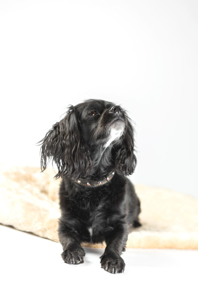 小黑狗在工作室里，白色的背景图片下载