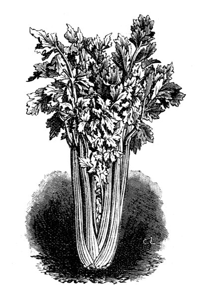 芹菜(芹菜)图片下载