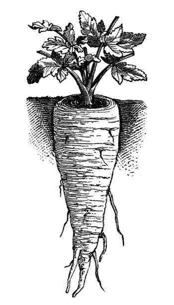 英国防风草“根西”图片下载