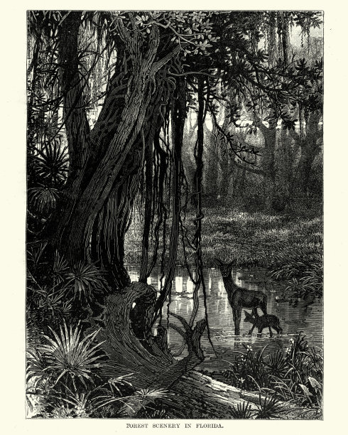 森林风景在佛罗里达，19世纪图片下载