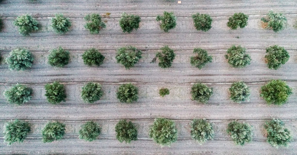 橄榄树图片下载