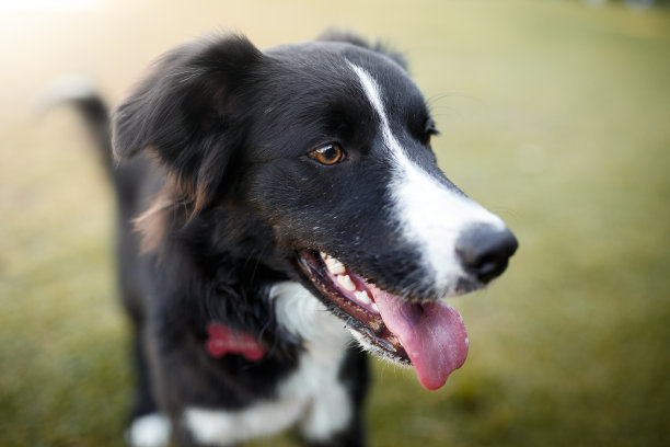 边境牧羊犬的肖像素材图片