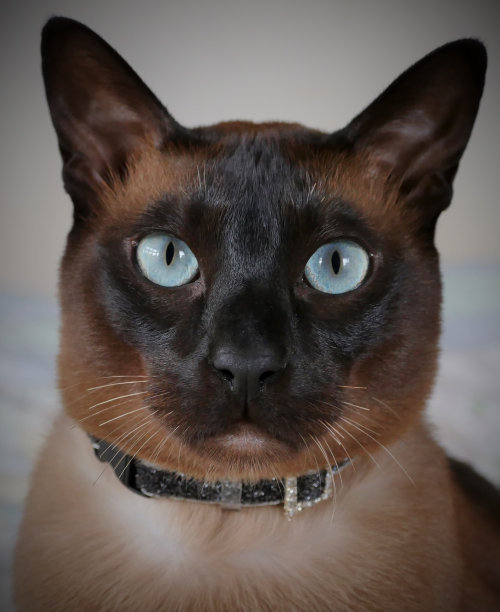 美丽的棕色水貂东京猫图片下载