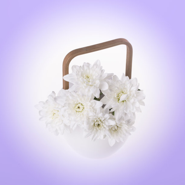 白色的菊花在白色的茶壶在丁香的背景。健美的图片下载