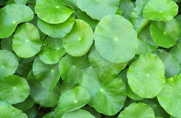 水子叶伞形背景，水蕨素材图片