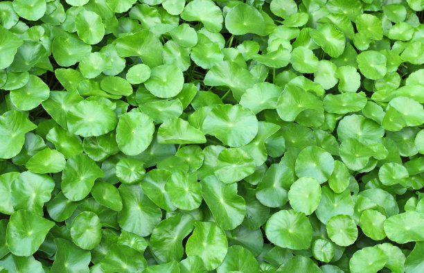 水子叶伞形背景，水蕨素材图片