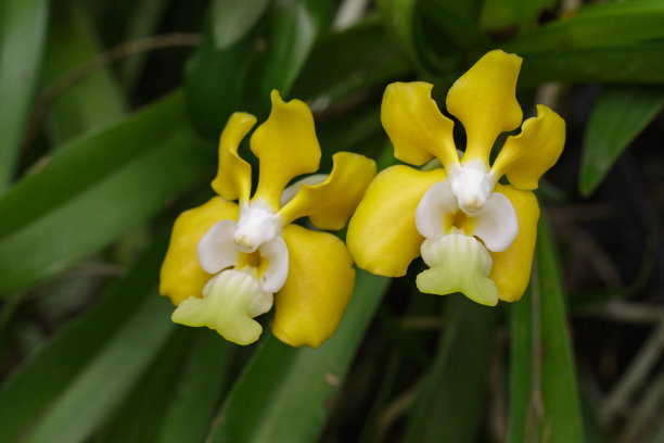以自然为背景的熊猫兰花图片。图片下载