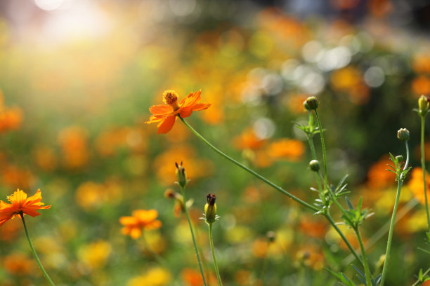 春天图片素材ID：302896626