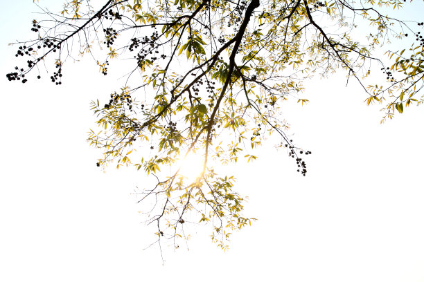 树叶图片素材ID：302896632