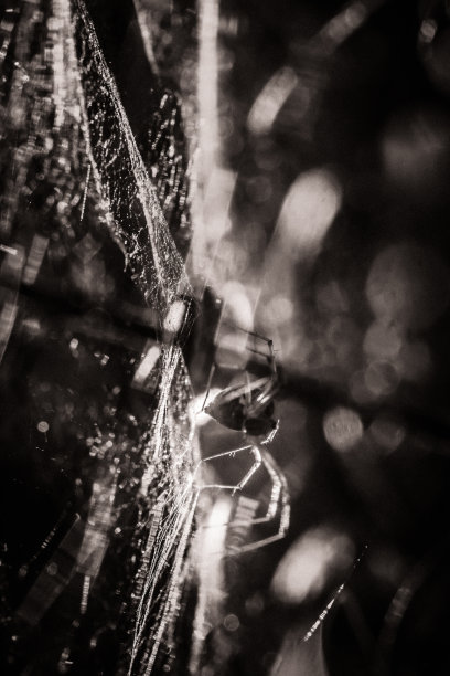 蜘蛛网上的蜘蛛图片下载