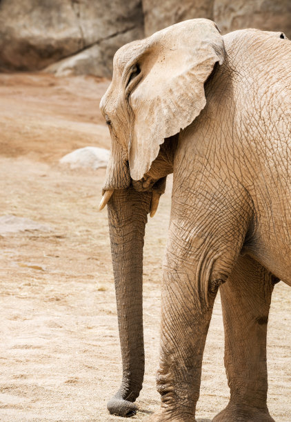 大象在自然界中图片下载