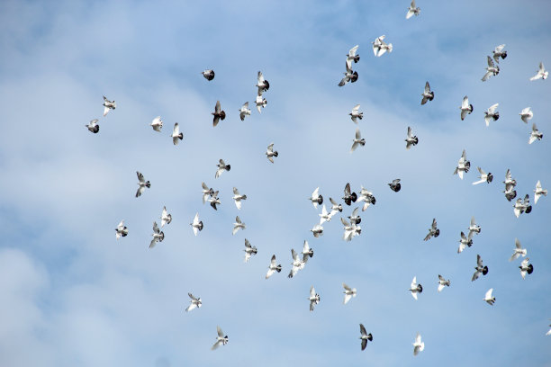鸟儿在蓝色的天空中飞翔图片下载
