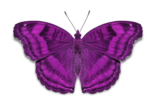 巧克力堇型花蝴蝶图片下载