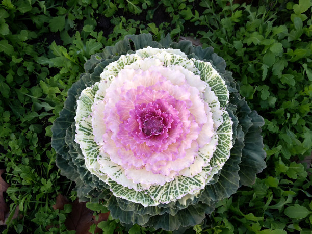 粉红色和白色的花椰菜图片下载