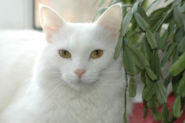 美丽的毛绒绒的白猫躺在花旁边。图片下载