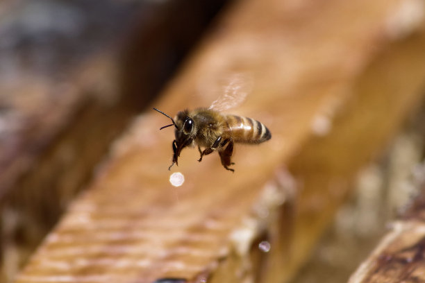 蜜蜂飞过蜂巢图片下载
