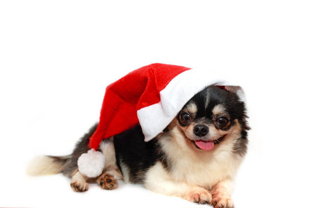 戴着圣诞帽的狗。图片下载