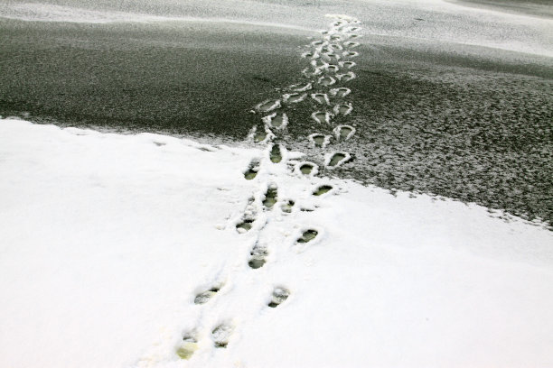 雪地里的脚印，特写照片图片下载