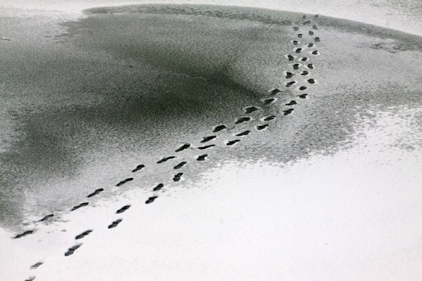 雪地里的脚印，特写照片图片下载