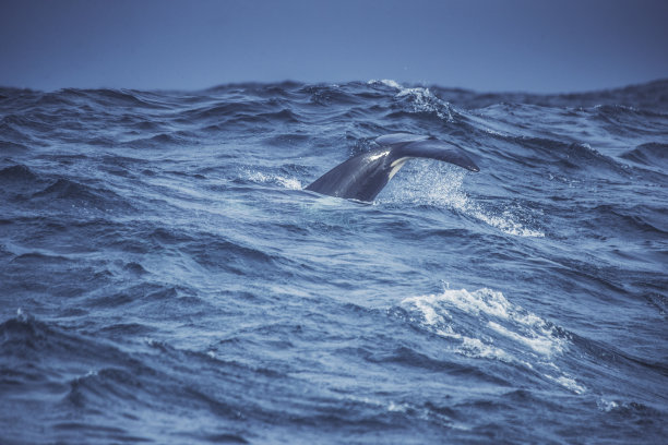 挪威海的野生虎鲸图片下载