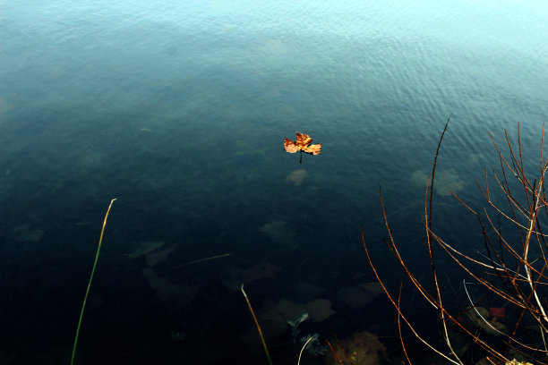 去年叶图片下载