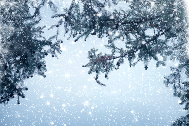 冬天的圣诞树图片下载