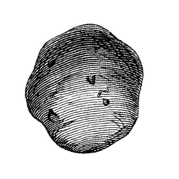 土豆(茄属植物tuberosum)图片下载