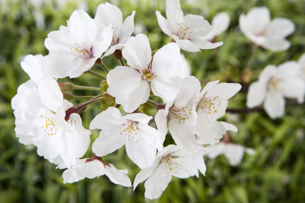 白色的樱花图片下载