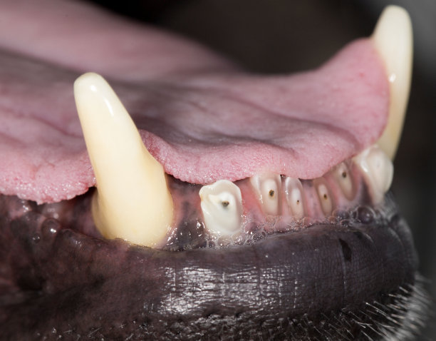 狗的牙齿。特写镜头图片下载