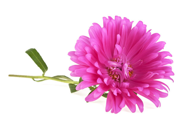 特写的粉红色紫菀孤立在白色的背景素材图片