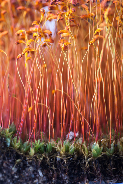 苔藓种子花头微距拍摄图片下载