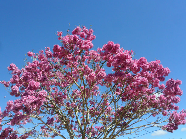 欢迎春天图片下载