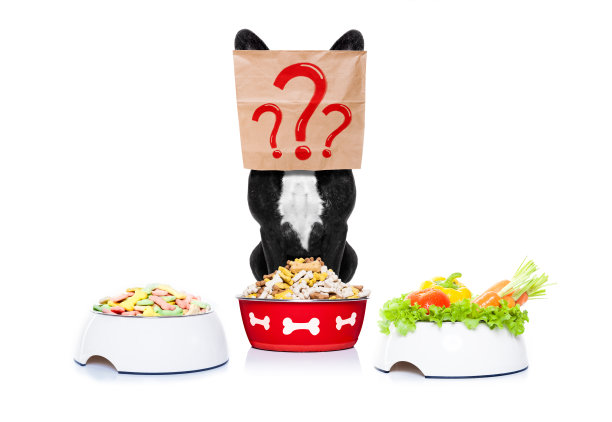 饥饿的狗拿着食物碗图片下载