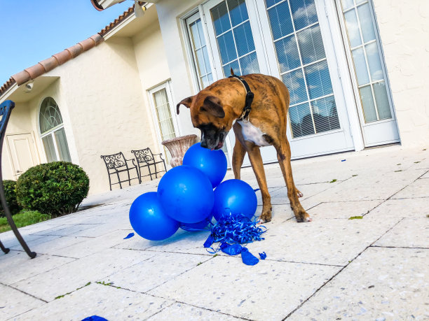快乐的大狗玩气球图片下载