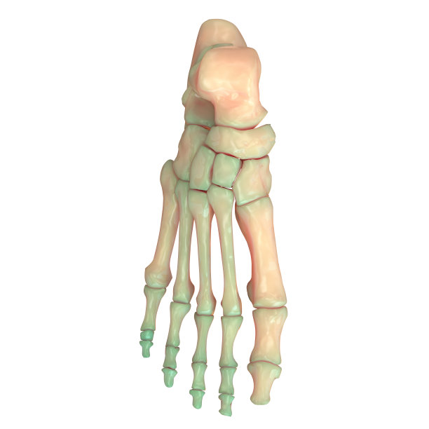 人体骨骼系统足关节解剖学(前视图)图片下载