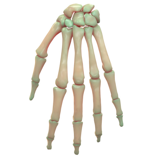 人体骨骼系统手掌关节解剖学(后视图)图片下载