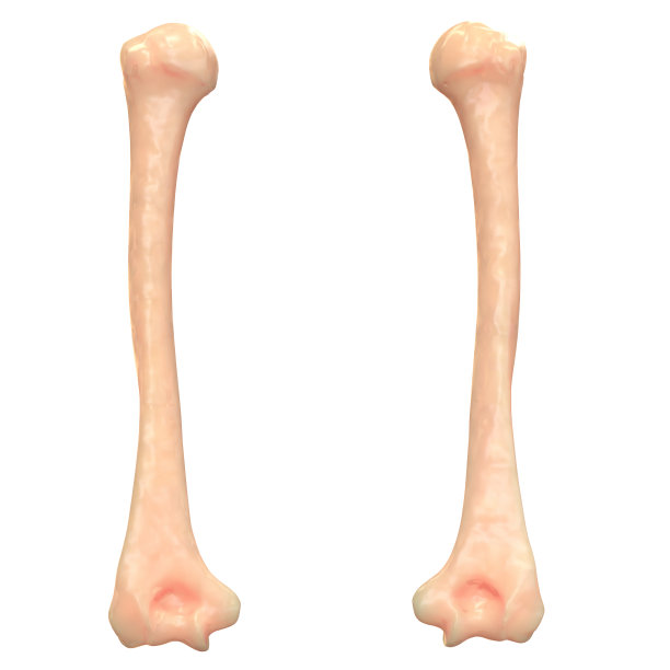 人体骨骼系统肱骨解剖学(后视图)图片下载