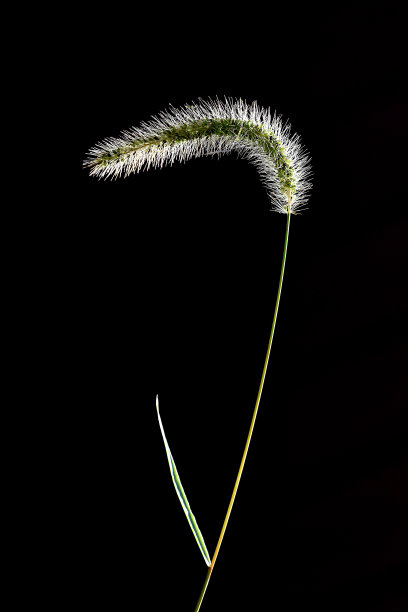 野草在风-黑色的背景图片下载