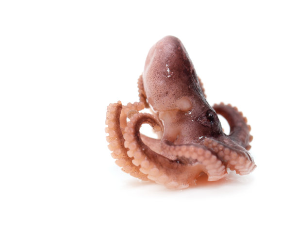 白色背景上的鱿鱼图片下载