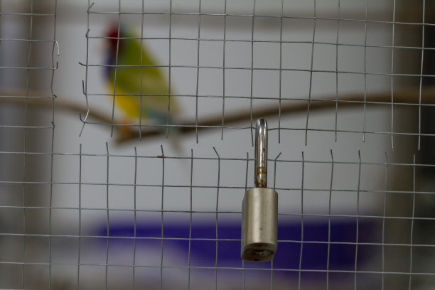 鸟在笼子里，有选择性的锁着图片下载